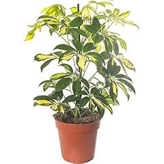 Schefflera gold capella for sale  Delivered anywhere in UK