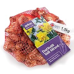 Mixed daffodil bulbs for sale  Delivered anywhere in UK