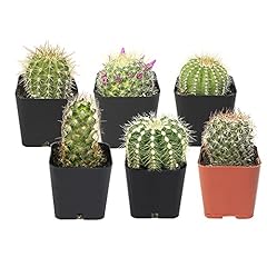 Cactus plants mammillaria for sale  Delivered anywhere in USA 