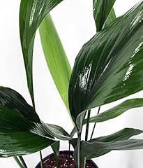 Cast iron plant for sale  Delivered anywhere in USA 