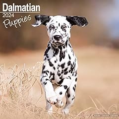 Dalmatian puppies dalmatiner gebraucht kaufen  Wird an jeden Ort in Deutschland