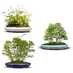 Biomata vasi bonsai usato  Spedito ovunque in Italia 