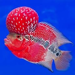 Red dragon flowerhorn for sale  Delivered anywhere in USA 
