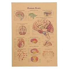 Generic poster anatomico usato  Spedito ovunque in Italia 
