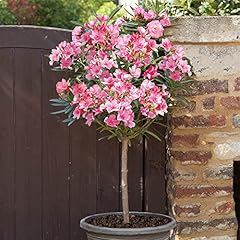 Garden oleander standard for sale  Delivered anywhere in UK