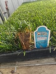 Bella bluegrass grass for sale  Delivered anywhere in USA 