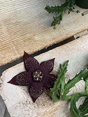 Lifesaver plant purple for sale  Delivered anywhere in USA 