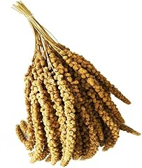Spighe panico 1kg usato  Spedito ovunque in Italia 