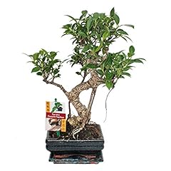Exotenherz bonsai chinesischer gebraucht kaufen  Wird an jeden Ort in Deutschland