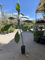 Plumeria frangipani tropicale usato  Spedito ovunque in Italia 