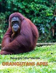 Orangutans apes photography for sale  Delivered anywhere in USA 