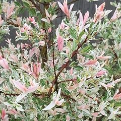 Salix hakuro nishiki for sale  Delivered anywhere in UK