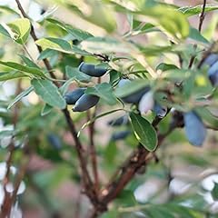 Lonicera kamtschatica eisbar for sale  Delivered anywhere in UK