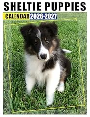Sheltie puppies calendar for sale  Delivered anywhere in UK