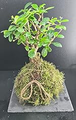 Kokedama bonsai carmona usato  Spedito ovunque in Italia 