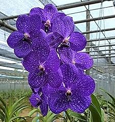 Live vanda orchid for sale  Delivered anywhere in USA 