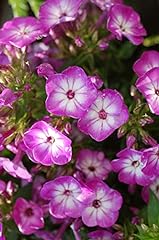 Volcano phlox phlox for sale  Delivered anywhere in USA 
