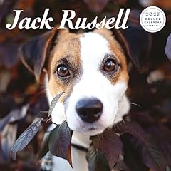 Jack russell 2025 for sale  Delivered anywhere in UK