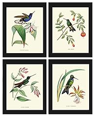 Hummingbird print set for sale  Delivered anywhere in USA 