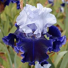 Iris germanica esotico usato  Spedito ovunque in Italia 