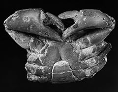 Fossil miocene crab for sale  Delivered anywhere in USA 