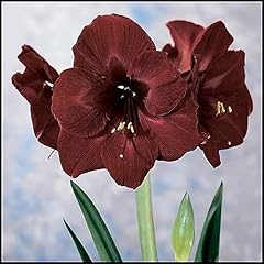 Amaryllis bulb hippeastrum for sale  Delivered anywhere in UK