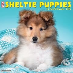 Sheltie puppies 2026 for sale  Delivered anywhere in UK