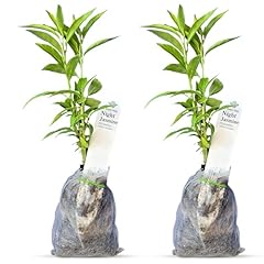 Night blooming jasmine for sale  Delivered anywhere in USA 