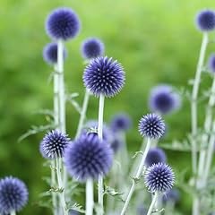 Kugeldistel veitchs blue gebraucht kaufen  Wird an jeden Ort in Deutschland