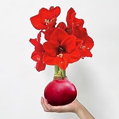 Cranberry waxed amaryllis for sale  Delivered anywhere in USA 