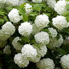 Garden two viburnum for sale  Delivered anywhere in Ireland