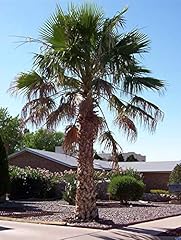 Messicano palma washingtonia for sale  Delivered anywhere in UK