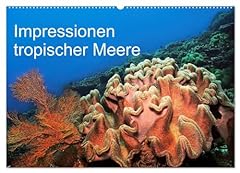 Impressionen tropischer meere gebraucht kaufen  Wird an jeden Ort in Deutschland