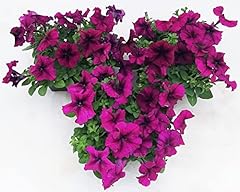 Powers flowers calibrachoa usato  Spedito ovunque in Italia 