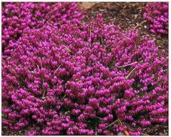 Growon shrubs heather for sale  Delivered anywhere in UK