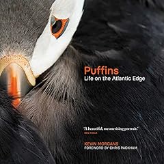 Puffins life atlantic for sale  Delivered anywhere in UK