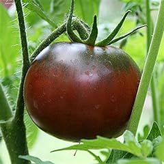 Black krim russian for sale  Delivered anywhere in UK