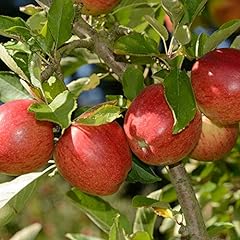 Braeburn apple tree for sale  Delivered anywhere in UK