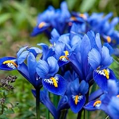 Iris harmony reticulata for sale  Delivered anywhere in UK