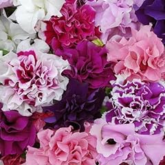 Perfect plants petunia for sale  Delivered anywhere in UK