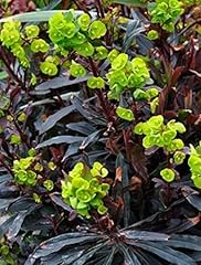 Euphorbia amygdaloides purpure for sale  Delivered anywhere in UK