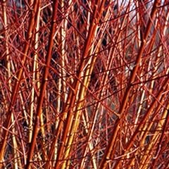 Willow salix flame for sale  Delivered anywhere in Ireland