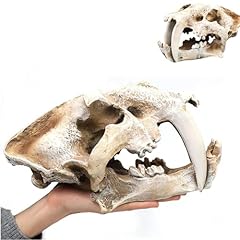Sabertooth tiger skull for sale  Delivered anywhere in USA 