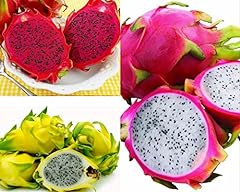 Pianta pitaya varieta usato  Spedito ovunque in Italia 
