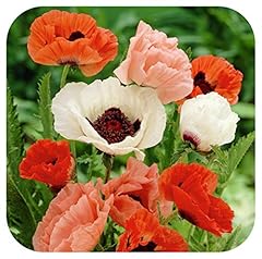 Papaver orientale pizzicato for sale  Delivered anywhere in UK