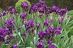 Bulbi iris germanica usato  Spedito ovunque in Italia 