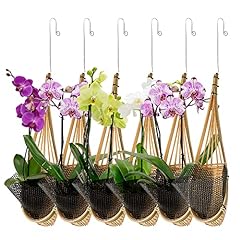 Kitypartsy hanging orchid for sale  Delivered anywhere in USA 