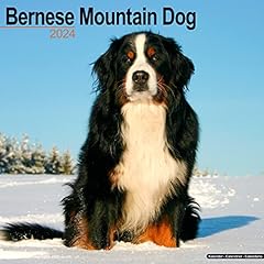 Bernese mountain dog d'occasion  Livré partout en France