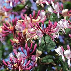 Early dutch honeysuckle for sale  Delivered anywhere in UK