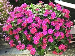 Buy4seeds 100x periwinkle for sale  Delivered anywhere in UK